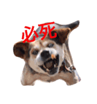 ココアちゃんの日常（個別スタンプ：5）