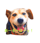 ココアちゃんの日常（個別スタンプ：9）