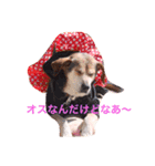 ココアちゃんの日常（個別スタンプ：10）