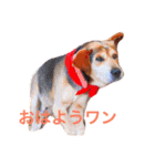 ココアちゃんの日常（個別スタンプ：12）