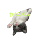 うちの猫しらす《よく使う》（個別スタンプ：7）