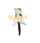 うちの猫しらす《よく使う》（個別スタンプ：11）