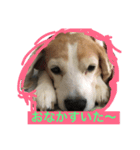 beagle kai 11（個別スタンプ：1）