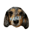 123dogs（個別スタンプ：13）