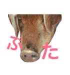 リアル家畜(豚)（個別スタンプ：5）