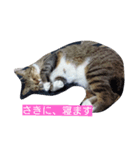 cat,fukusuke（個別スタンプ：1）
