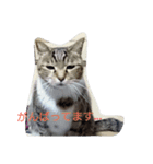 cat,fukusuke（個別スタンプ：2）