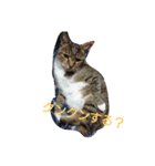 cat,fukusuke（個別スタンプ：3）