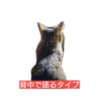 cat,fukusuke（個別スタンプ：5）