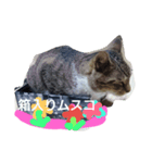 cat,fukusuke（個別スタンプ：7）
