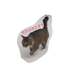 cat,fukusuke（個別スタンプ：8）