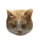うちの子（猫）（個別スタンプ：5）