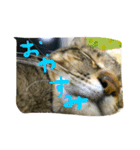 態度で示すねこさん（個別スタンプ：3）