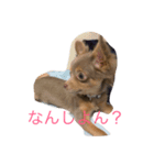 方言マロンちゃんです（個別スタンプ：2）