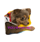 方言マロンちゃんです（個別スタンプ：3）