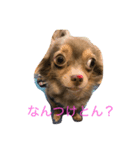 方言マロンちゃんです（個別スタンプ：4）