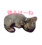 方言マロンちゃんです（個別スタンプ：5）