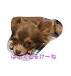 方言マロンちゃんです（個別スタンプ：6）