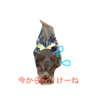 方言マロンちゃんです（個別スタンプ：7）