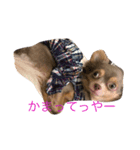 方言マロンちゃんです（個別スタンプ：8）