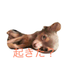 まろんでし（個別スタンプ：2）