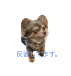 まろんでし（個別スタンプ：5）