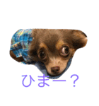 まろんでし（個別スタンプ：11）