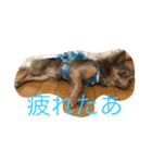 まろんでし（個別スタンプ：14）