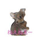 まろんでし（個別スタンプ：15）
