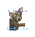 まろんでし（個別スタンプ：16）