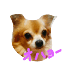 chihuahua  kuu（個別スタンプ：1）
