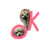 chihuahua  kuu（個別スタンプ：2）
