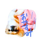 chihuahua  kuu（個別スタンプ：3）