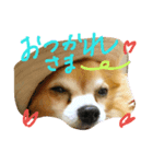 chihuahua  kuu（個別スタンプ：4）