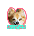 chihuahua  kuu（個別スタンプ：5）