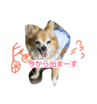 chihuahua  kuu（個別スタンプ：6）