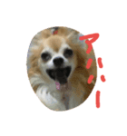 chihuahua  kuu（個別スタンプ：7）