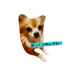 chihuahua  kuu（個別スタンプ：8）