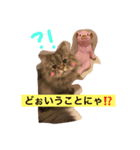 ニコ＆チャイ にゃんこ大好き（個別スタンプ：2）