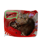 ニコ＆チャイ にゃんこ大好き（個別スタンプ：3）