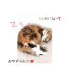 ニコ＆チャイ にゃんこ大好き（個別スタンプ：5）