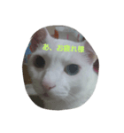白猫りん（個別スタンプ：4）