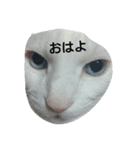 白猫りん（個別スタンプ：6）