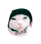 白猫りん（個別スタンプ：7）