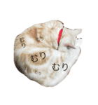 モフ次郎 1ニャン（個別スタンプ：1）