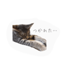 エルとロコ（個別スタンプ：3）