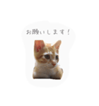 エルとロコ（個別スタンプ：6）