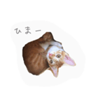 エルとロコ（個別スタンプ：8）