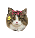 ラガマフィンの悠ちゃん（個別スタンプ：1）