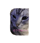 ニャンコの本音（個別スタンプ：3）